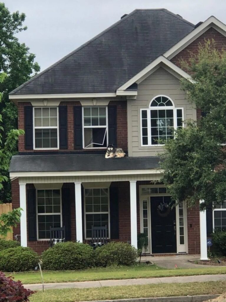 cane sul tetto