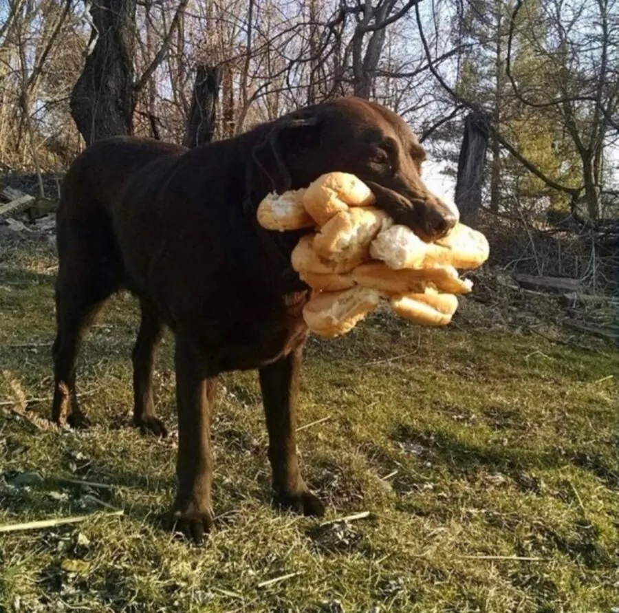 cane panini bocca