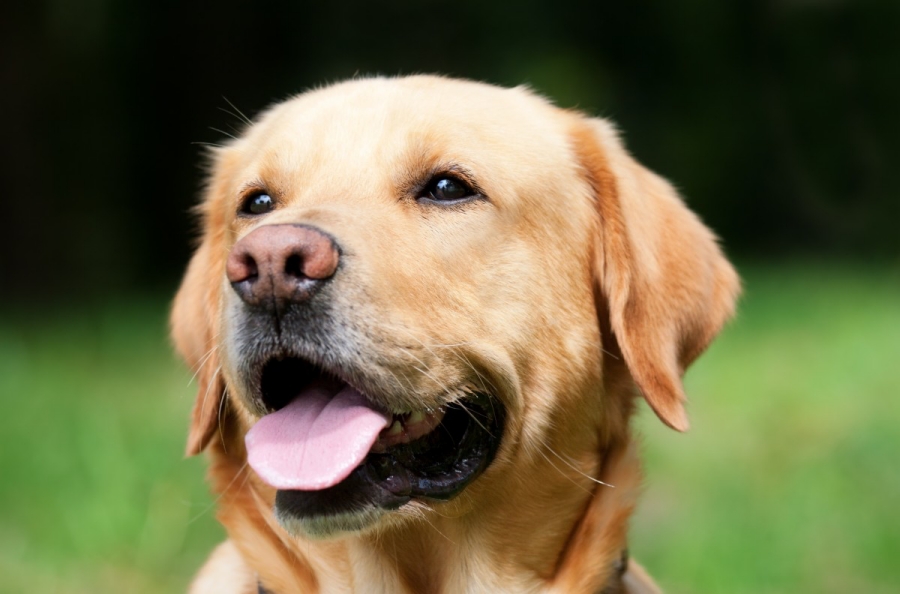 cane labrador retriever