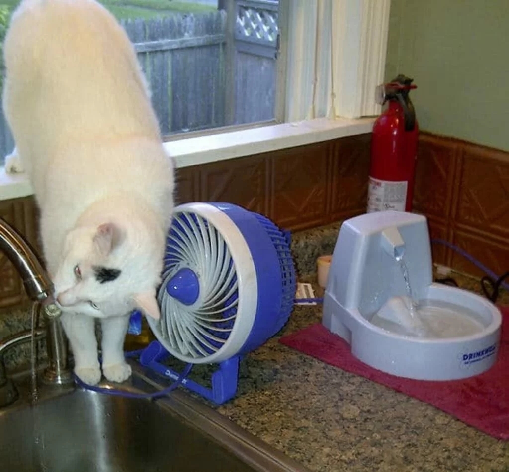 gatto ventilatore