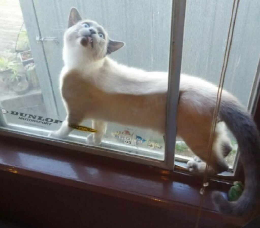 gatto tra finestre casa 