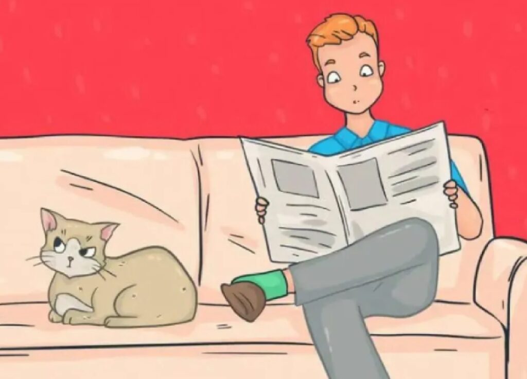 gatto su divano rosa 