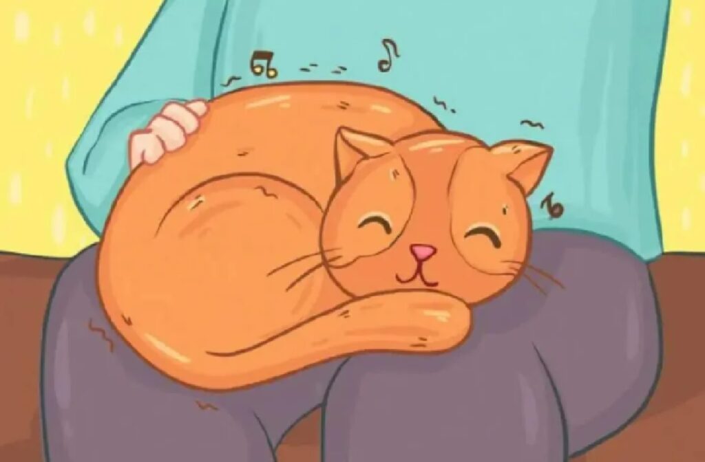 gatto rosso dorme su gambe