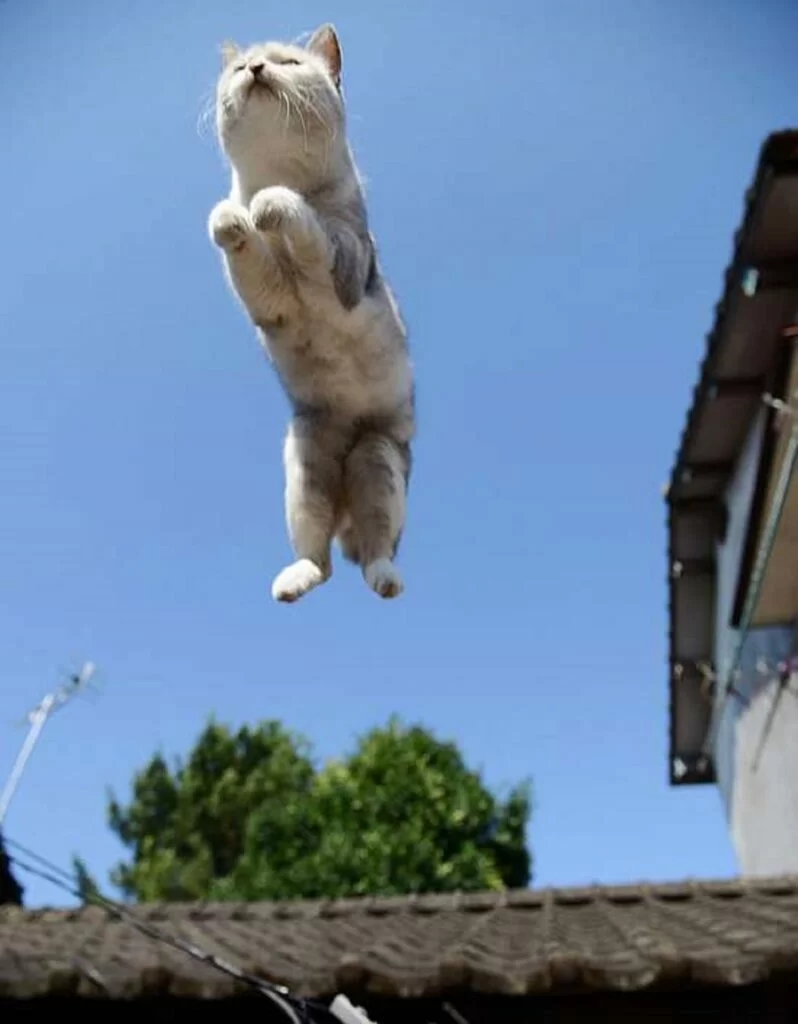 felino volo