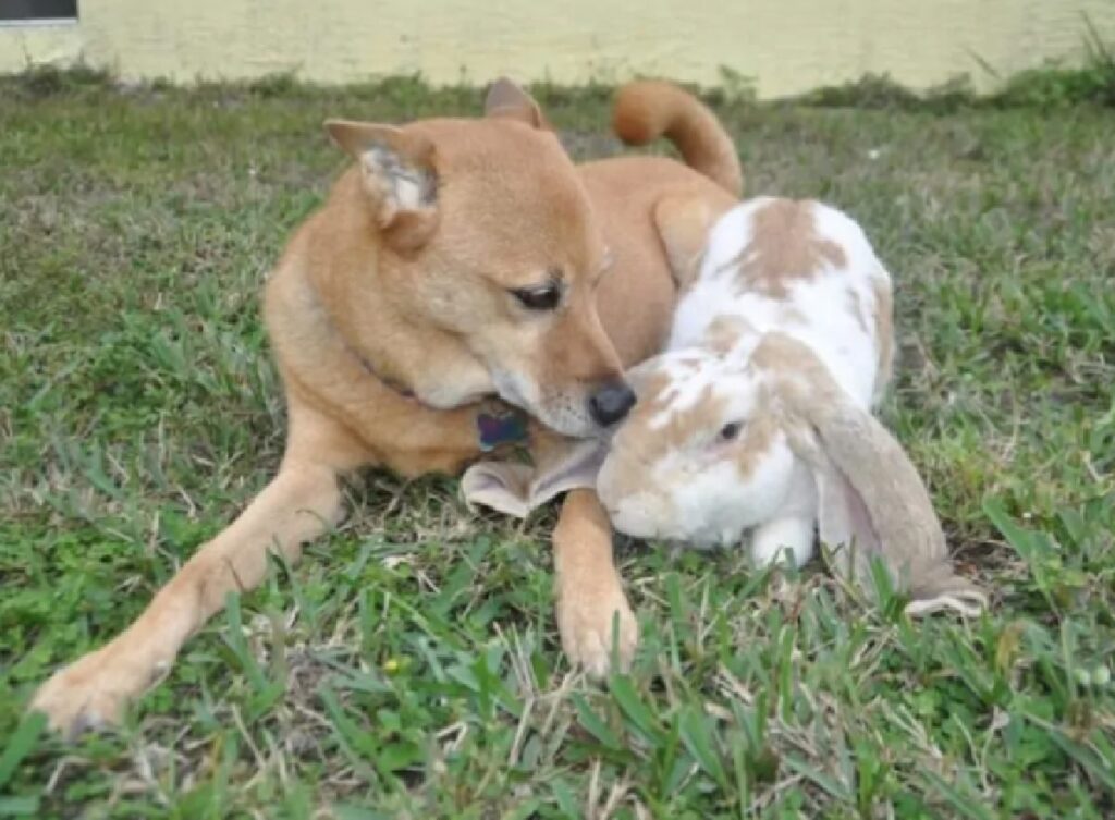 cane insieme coniglio 