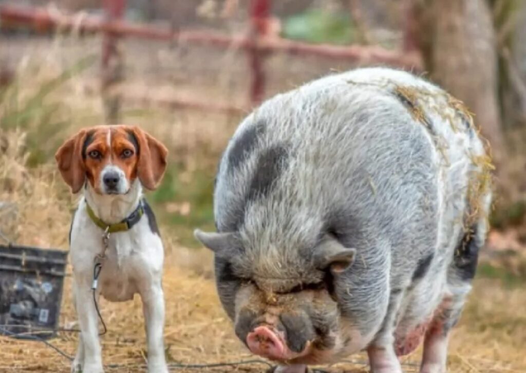 cane gioca con maiale 