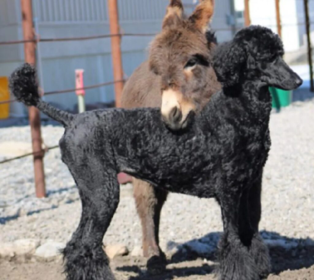 cane e asino asino giocano 