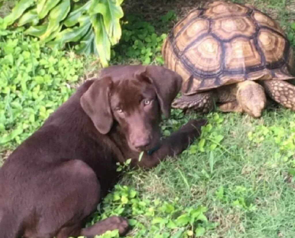 cane marrone tartaruga amica 