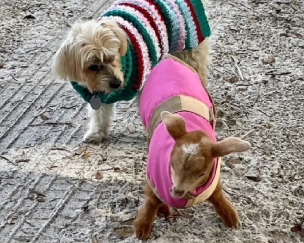 cane e agnellino giocano 