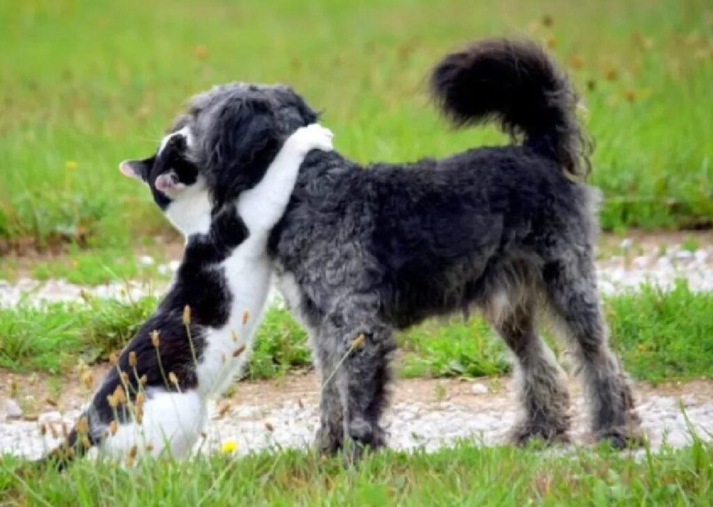 cane abbracciato da gatto 