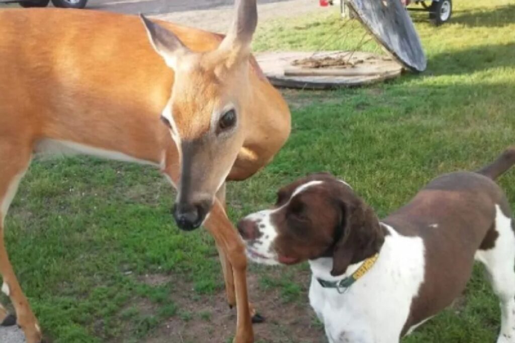 cane e cervo giocano 