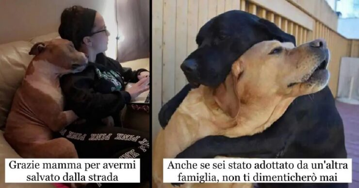 cani che dimostrano di sapere cosa è amicizia