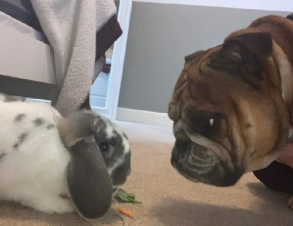 cane coniglio faccia a faccia 