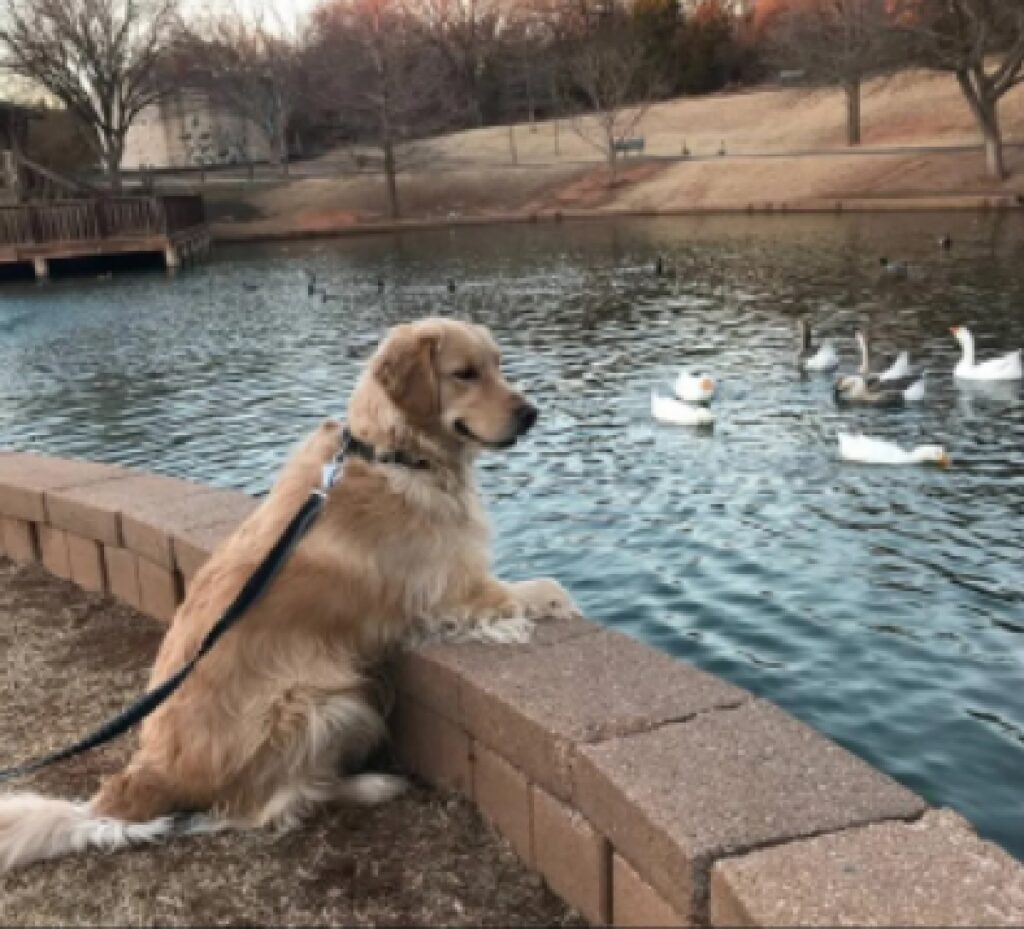 cane golden osserva papere 