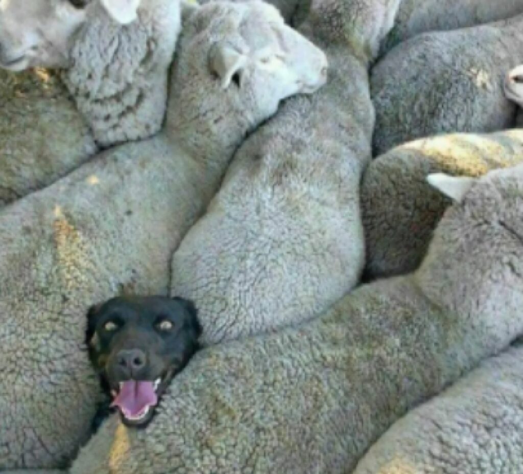 cane nero in mezzo pecore 