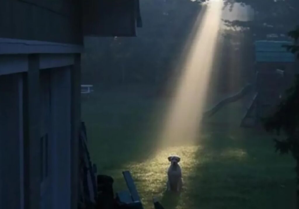 cane illuminato nell'oscurità 