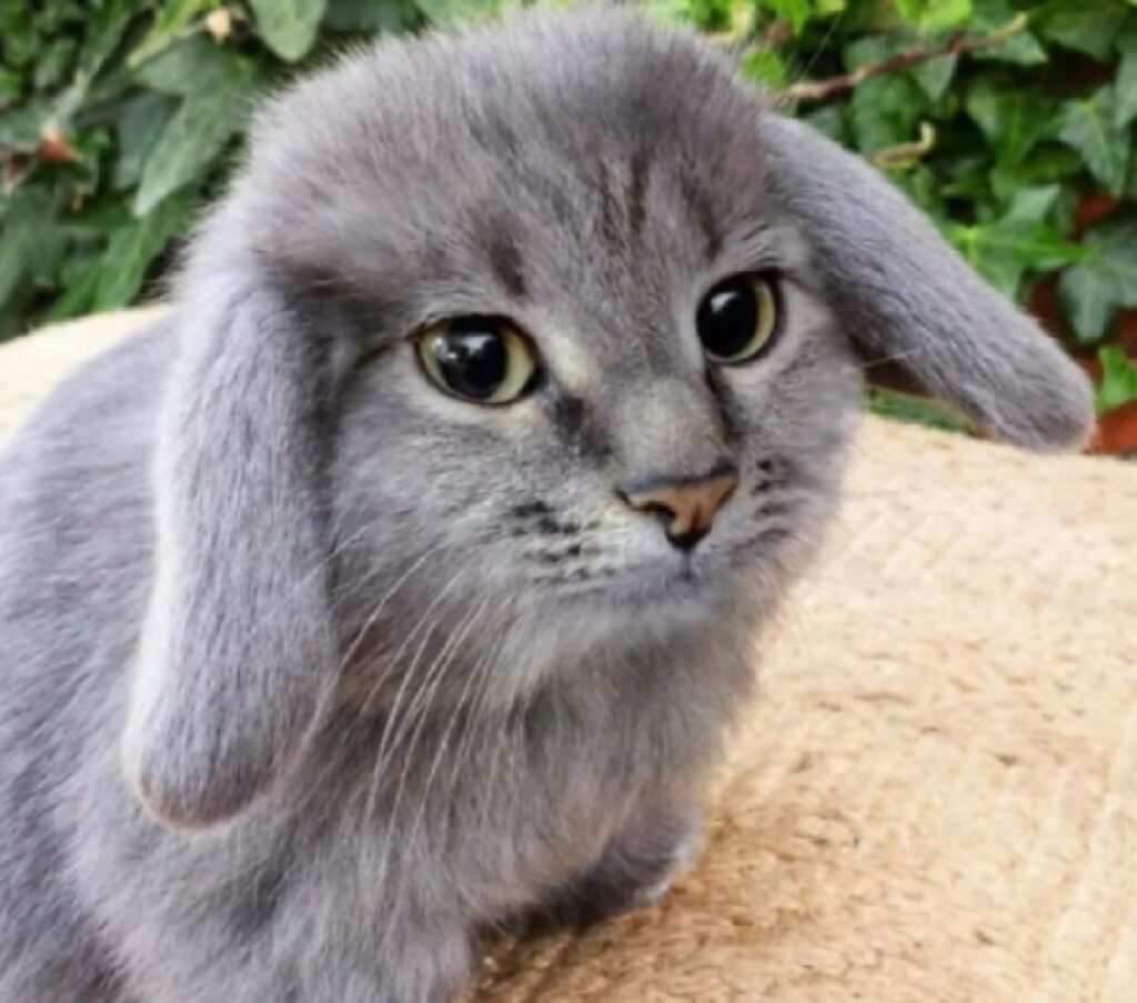 coniglio grigio volto gattesco 