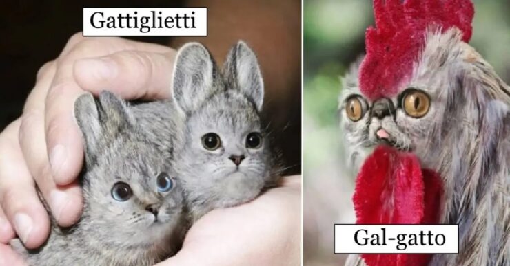 animali che sembrano essere dei gatti