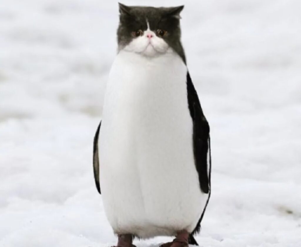 gatto pinguino delle nevi 