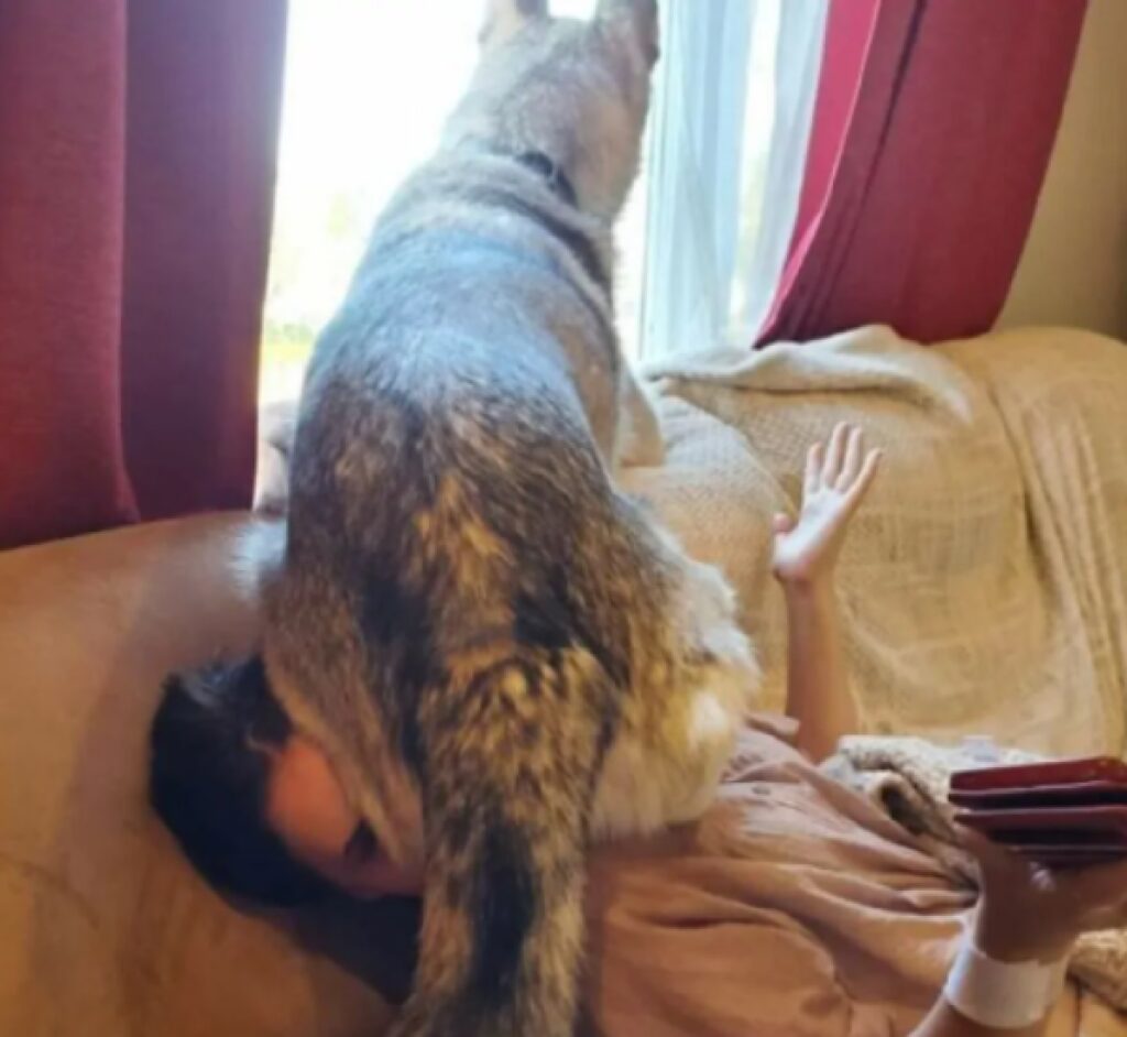 cane mette sedere su testa 