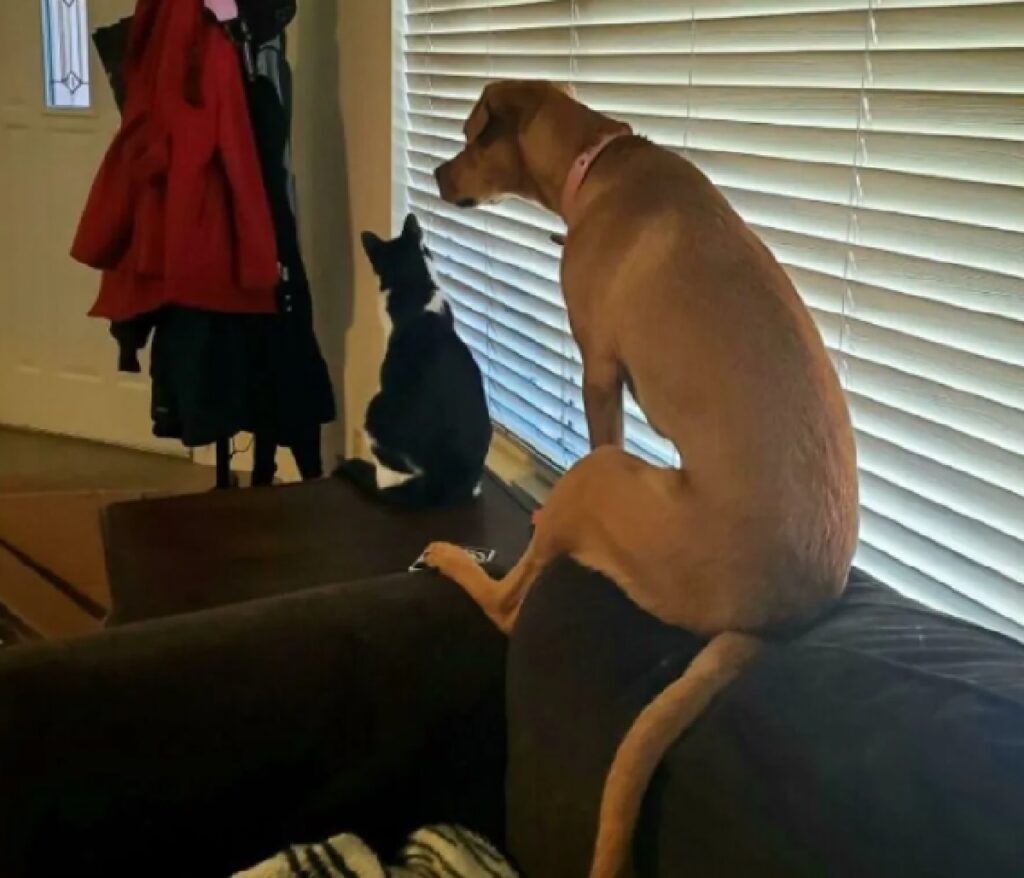 cane dietro un gatto 
