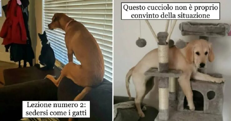 cani che pensano di diventare felini