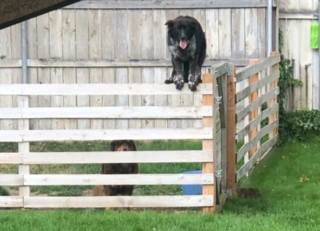cane scavalca recinzione 