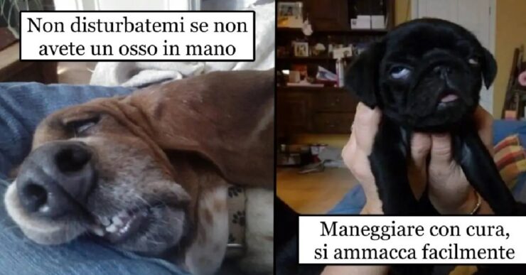 cani che sembrano non aver voglia di fare nulla