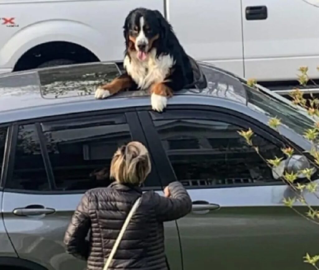 cane su tettuccio auto 