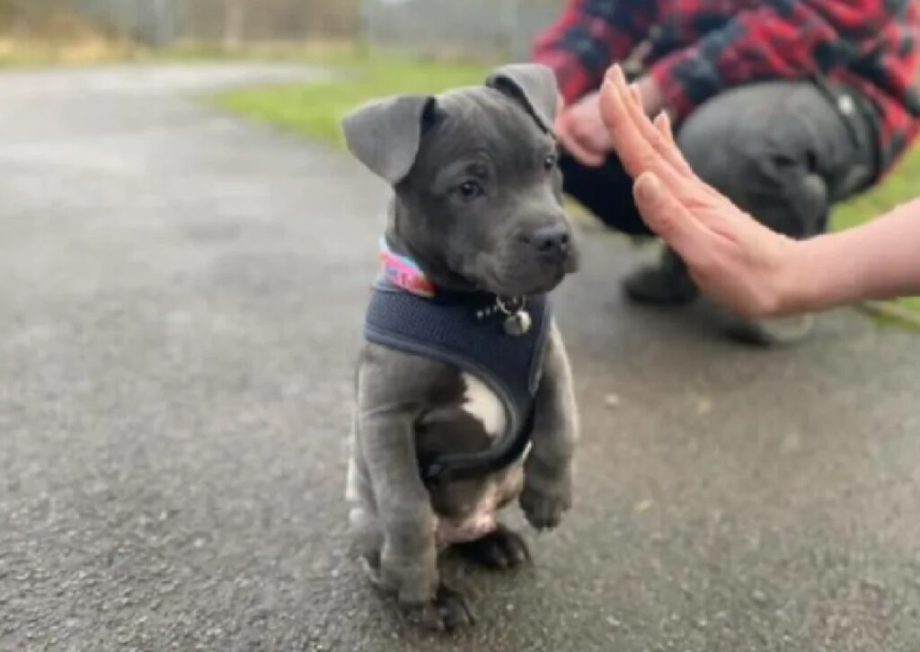 cagnolino su due zampe 