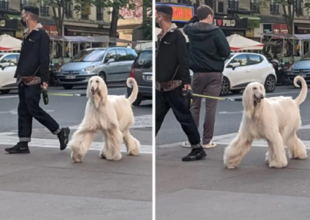 cane portamento reale 