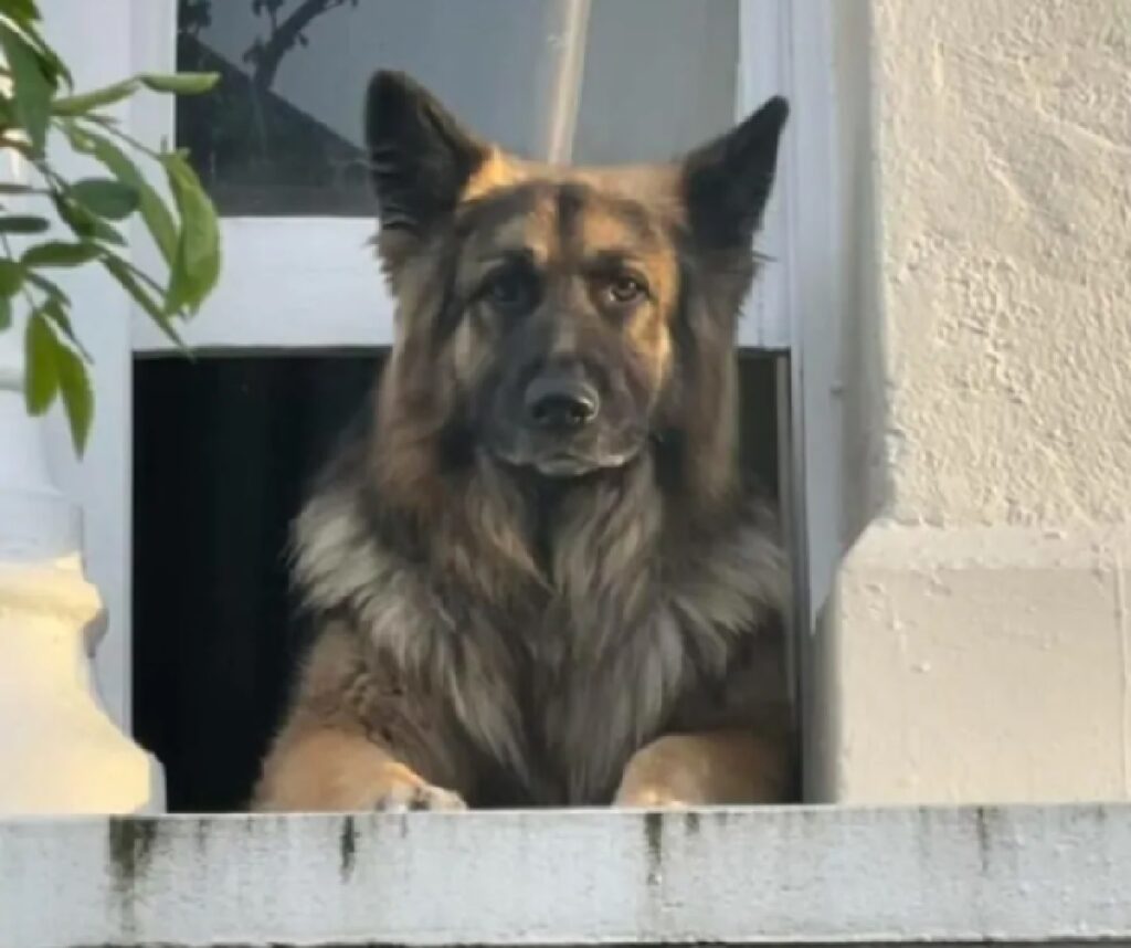 cane si affaccia dalla finestra 