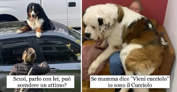 cani che sanno come far venire il sorriso a tutti