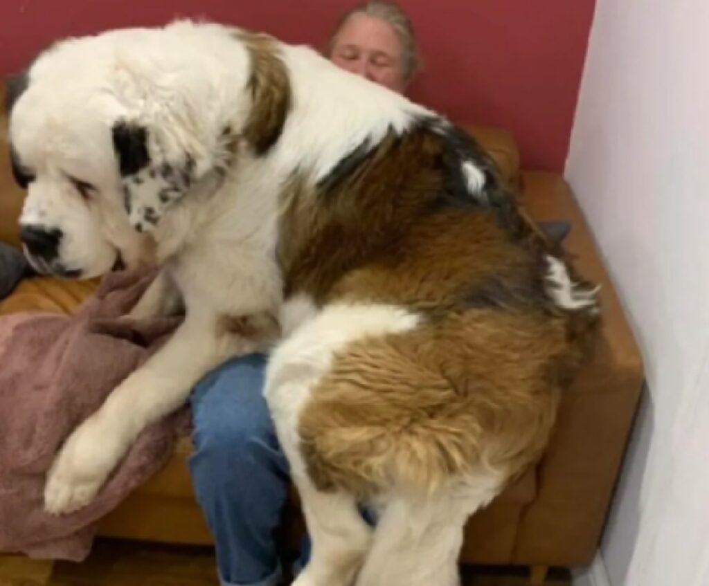 cane troppo grande per stare su in braccio 