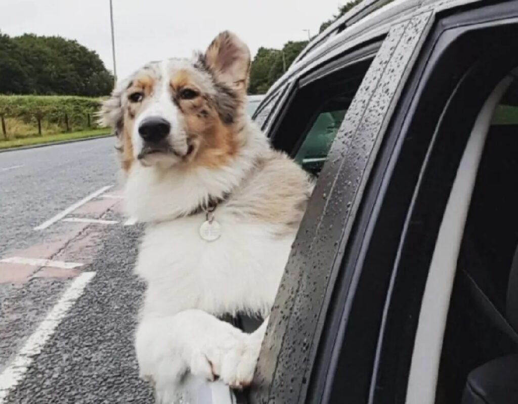 cane mette testa fuori finestrino 