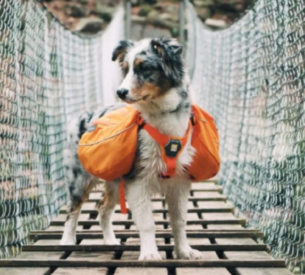 cane borse colore arancione