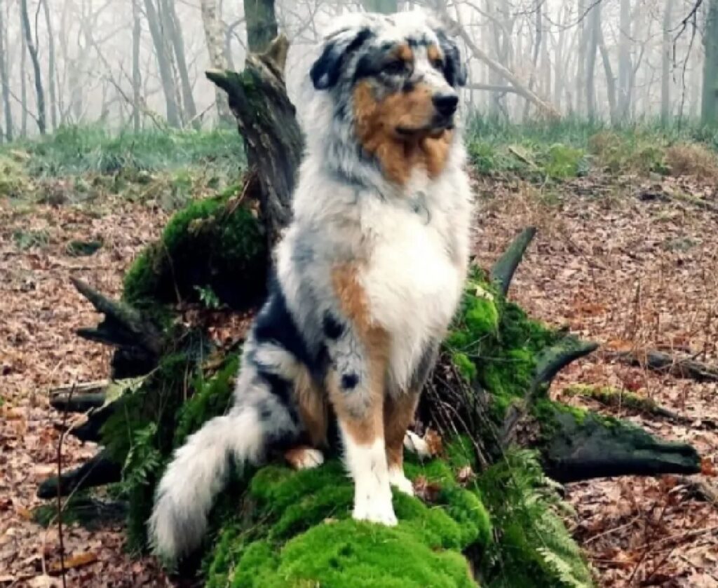 cane su tronco verde 