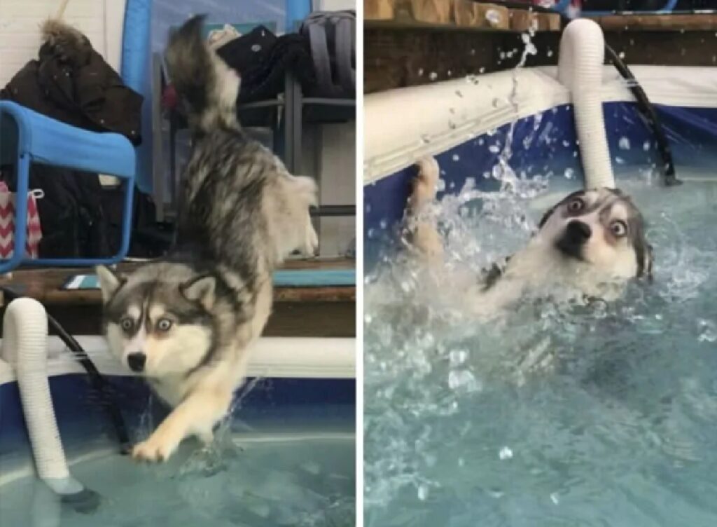 cane cade piscina acqua