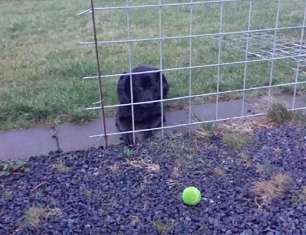 cane rete pallina altra parte