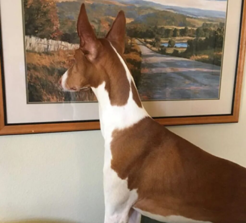 cane osserva un quadro 