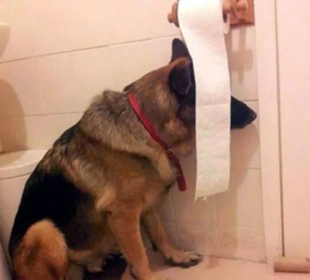 cane carta igienica volto 