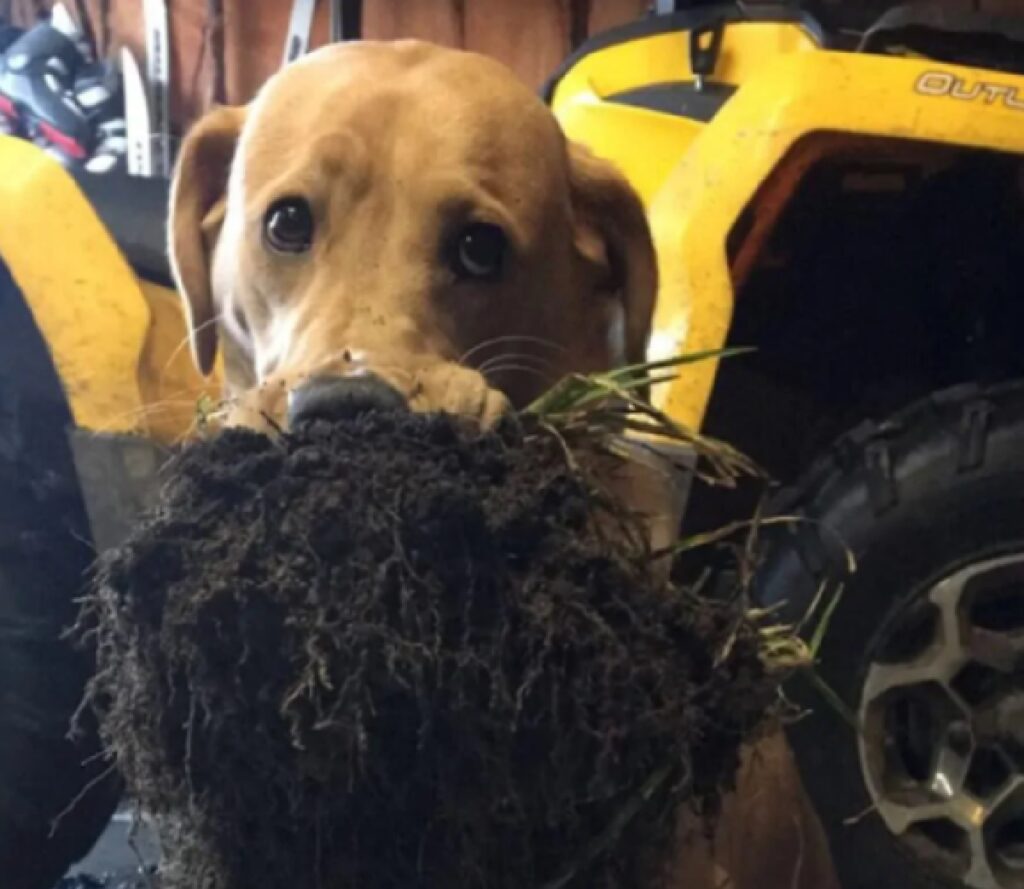 cane fa finta di mangiare terra 