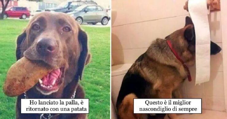 cani che delle volte hanno delle pensate rivedibili