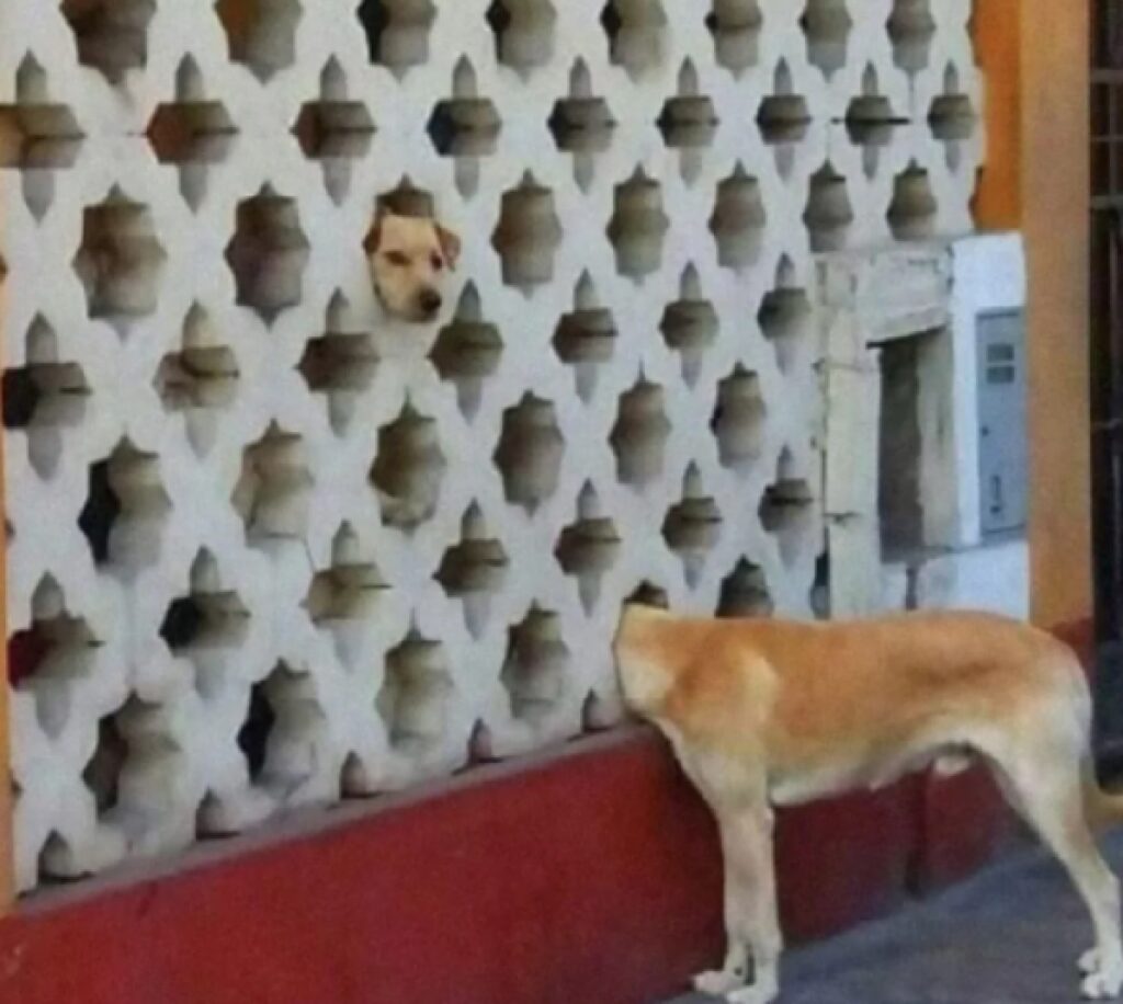 cane infila testa tra le fessure del muro 
