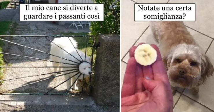 cani che fanno di tutto per far ridere le persone