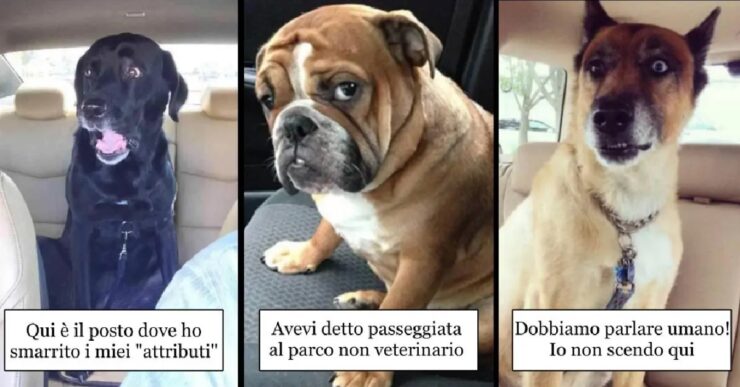 cani che sanno di essere in clinica