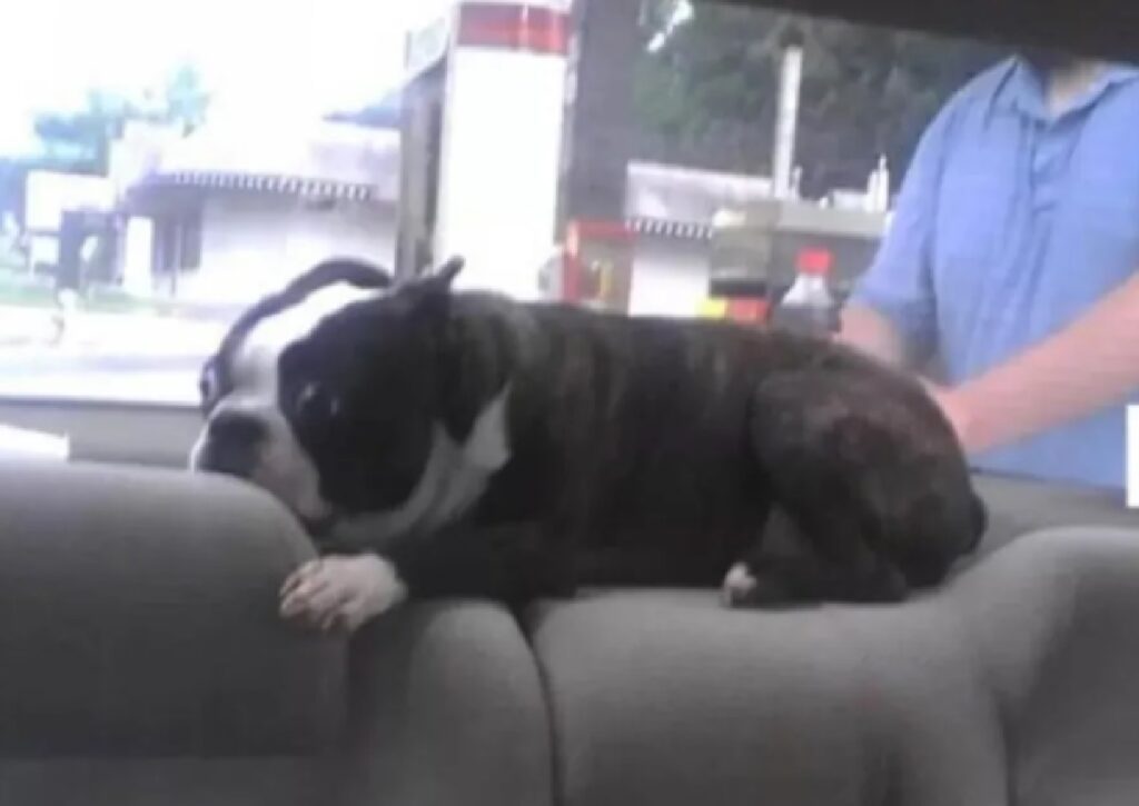 cane bulldog francese non scende auto 