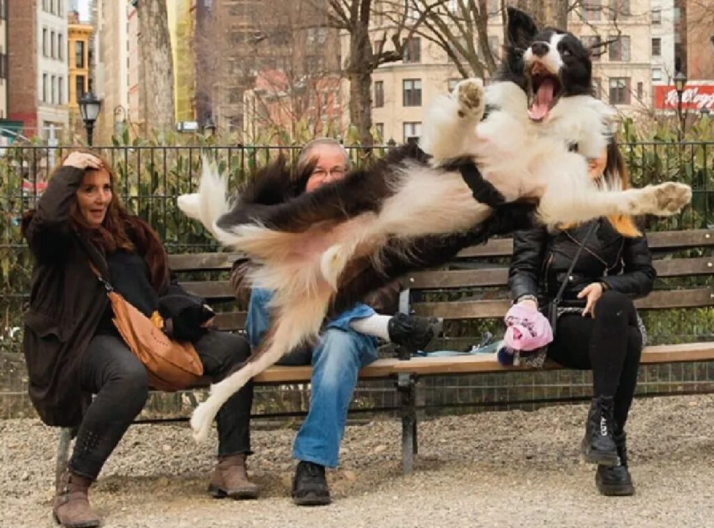 cane sembra poter volare 