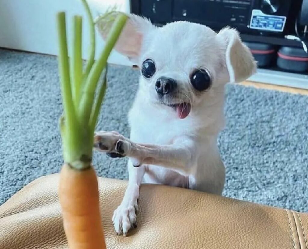 cagnolino cerca la carota 