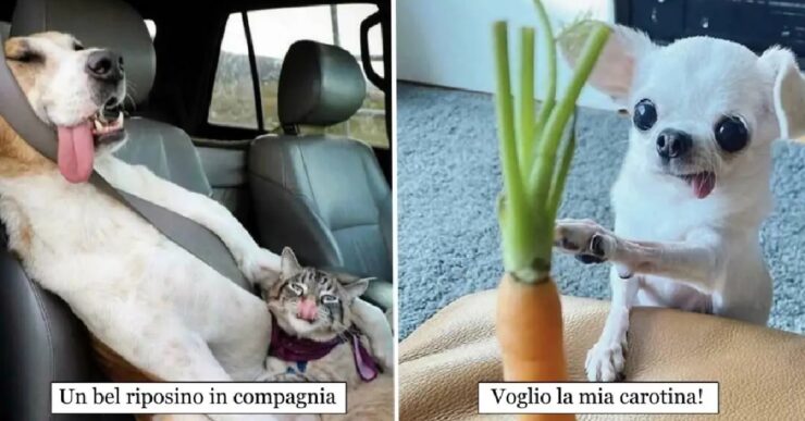 cani che hanno un obbiettivo nella vita